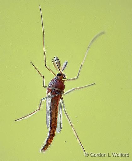 Bug On Glass_DSCF02305-6.jpg - Photographed at Smiths Falls, Ontario, Canada.